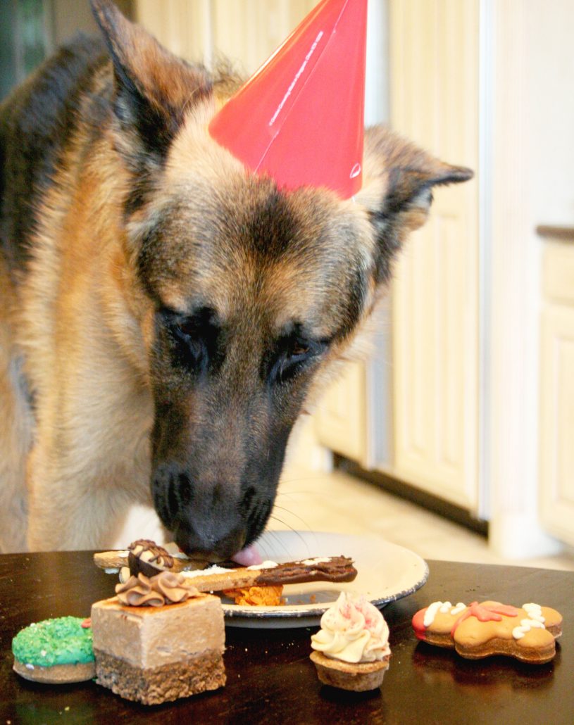 How I Threw my Dog the Best Dog Birthday Party Ever | www.hustleandhalcyon.com
