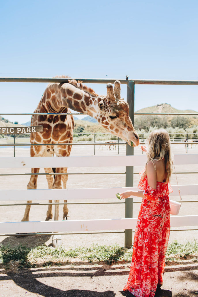 Stanley, the giraffe, at Malibu Wines Safaris