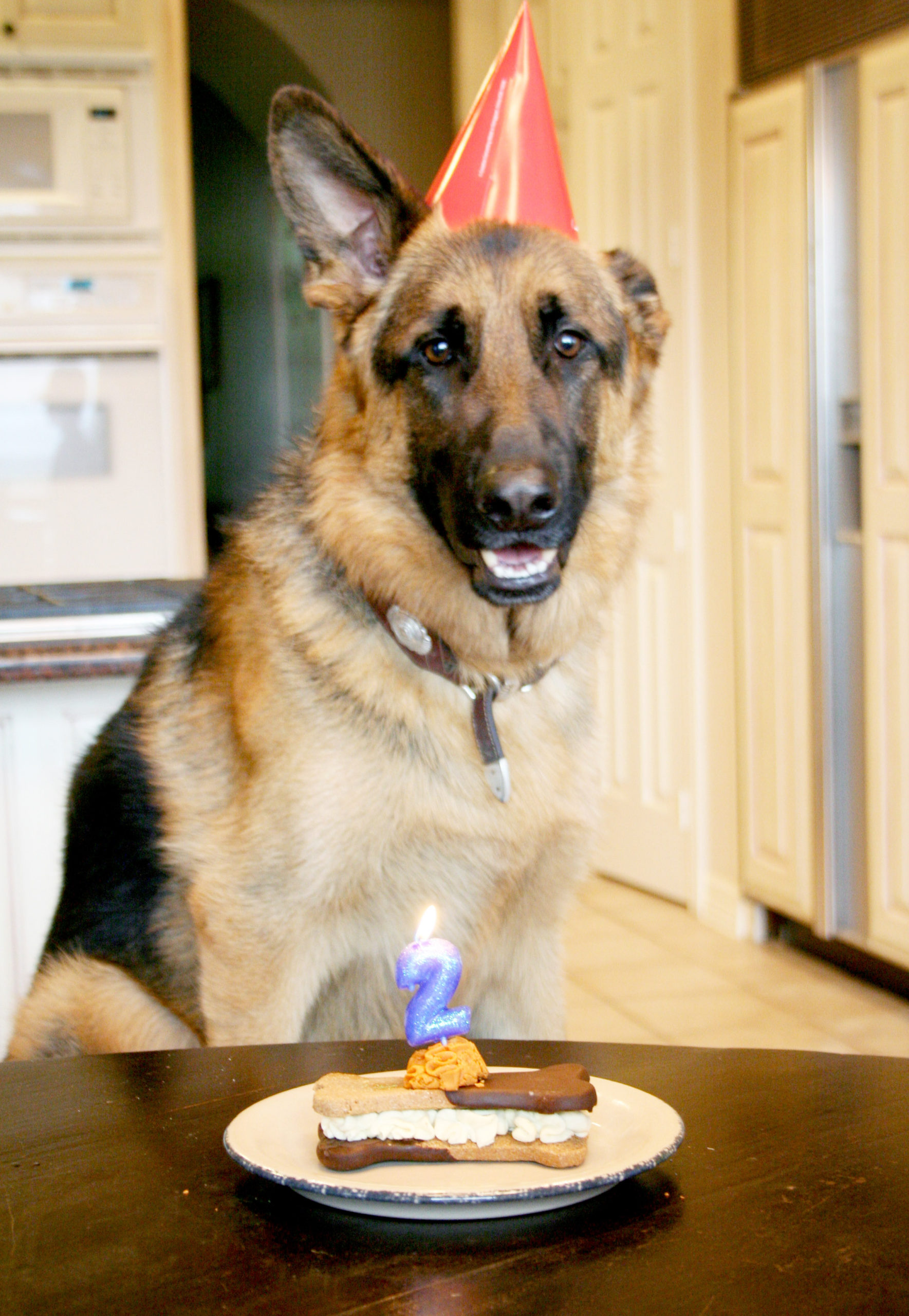 How I Threw my Dog the Best Dog Birthday Party Ever | www.hustleandhalcyon.com